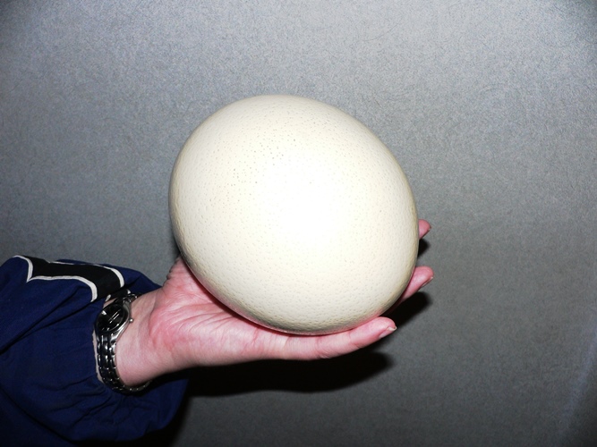 Яйцо страуса