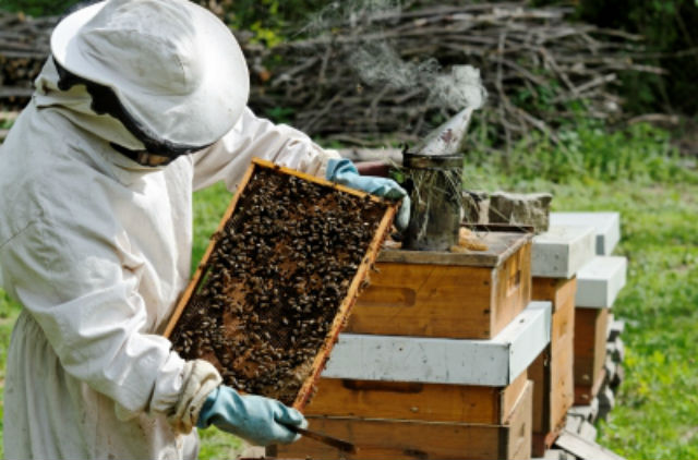 Как открыть пчеловодство? Готовый бизнес-план пчеловодства