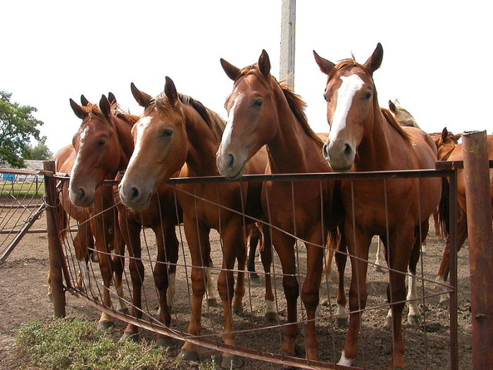 Бизнес-план по разведению лошадей, как открыть по разведению лошадей, скачать бесплатно готовый пример