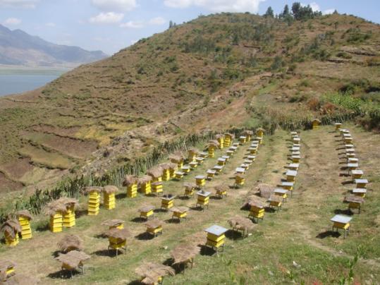 Пчеловодство – это сложный бизнес