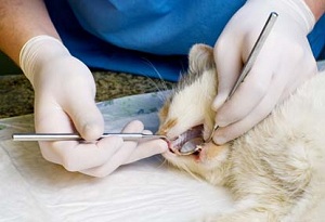 стоматология для кошек