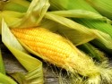 Бизнес на выращивании кукурузы