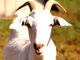 Открываем бизнес на разведении коз