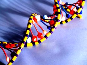 Как открыть ДНК-тестирование для кошек?