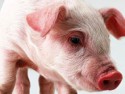 Бизнес план “Разведение свиней”