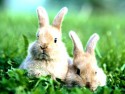Разведение кроликов в домашних условиях как бизнес