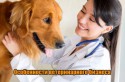 Как открыть ветеринарную клинику: пошаговое руководство