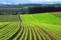 Как получить землю под фермерское хозяйство?