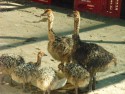 Бизнес по содержанию и разведению страусов в домашних условиях