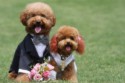 Организация свадебного торжества для собак