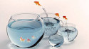 Разведение, содержание и продажа аквариумных рыбок идея бизнеса