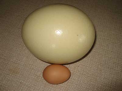 Яйца страусов очень отличается от других яиц