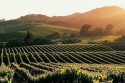 История о сезонной работе на виноградниках