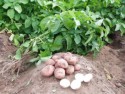 Выращивание картофеля, как бизнес
