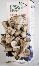 Огород для грибов у вас на кухне