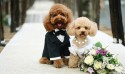 Организация собачьих свадеб как бизнес