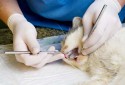 Уникальная стоматология для кошек